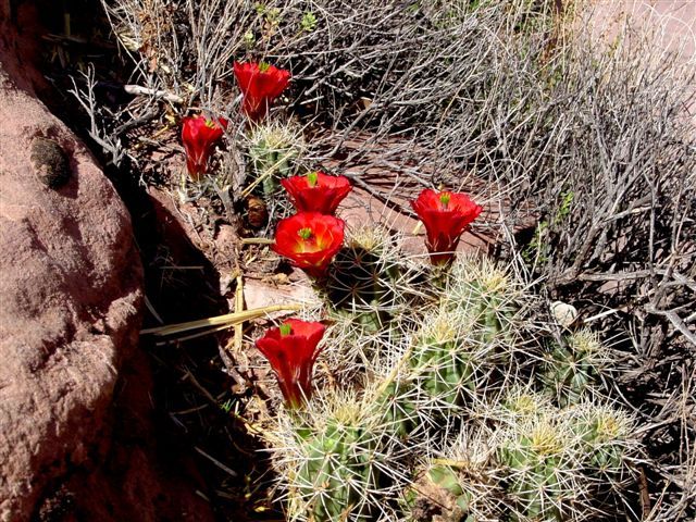 MoabFlowers (1225)